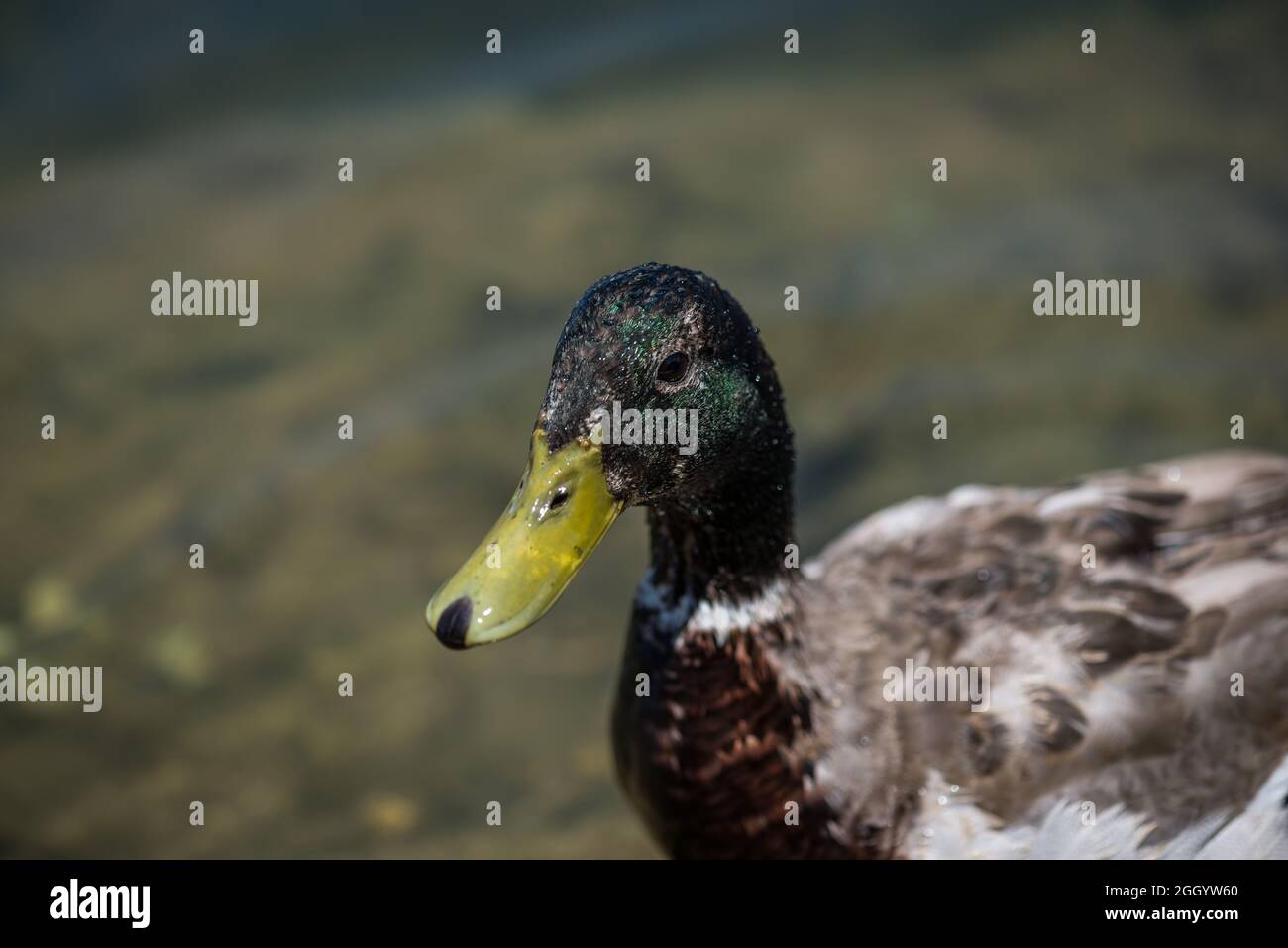 Close up of a Male Mallard Duck Stock Photo