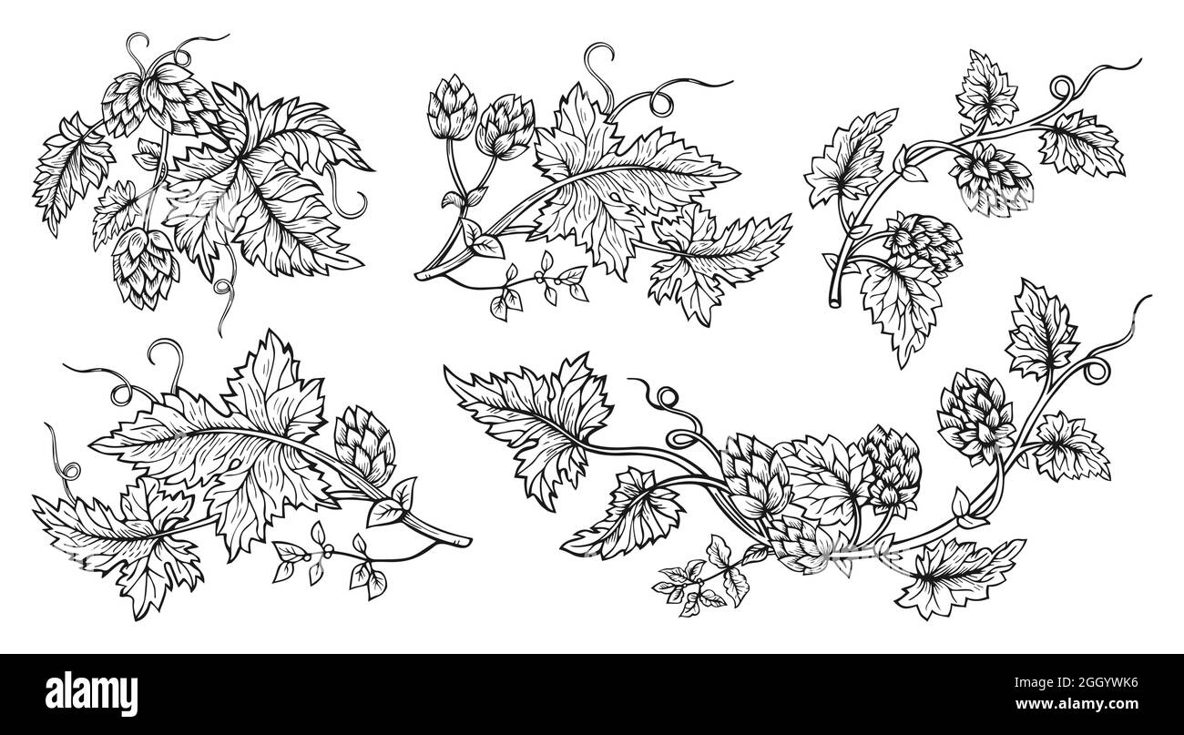 Hop plant branch hand drawn sketch style set. Hops with leaves and cones angular herb design drawn engraving. Sketches for beer packing design logo, label, emblem, pattern Stock Vector