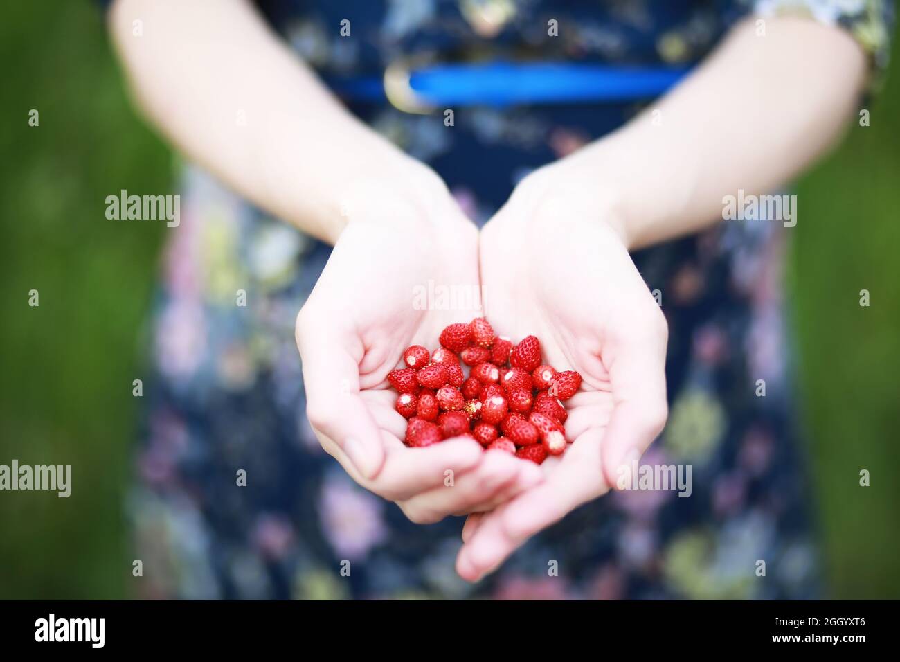 The white shirt woman holding many fresh strawberries in her hands with ...