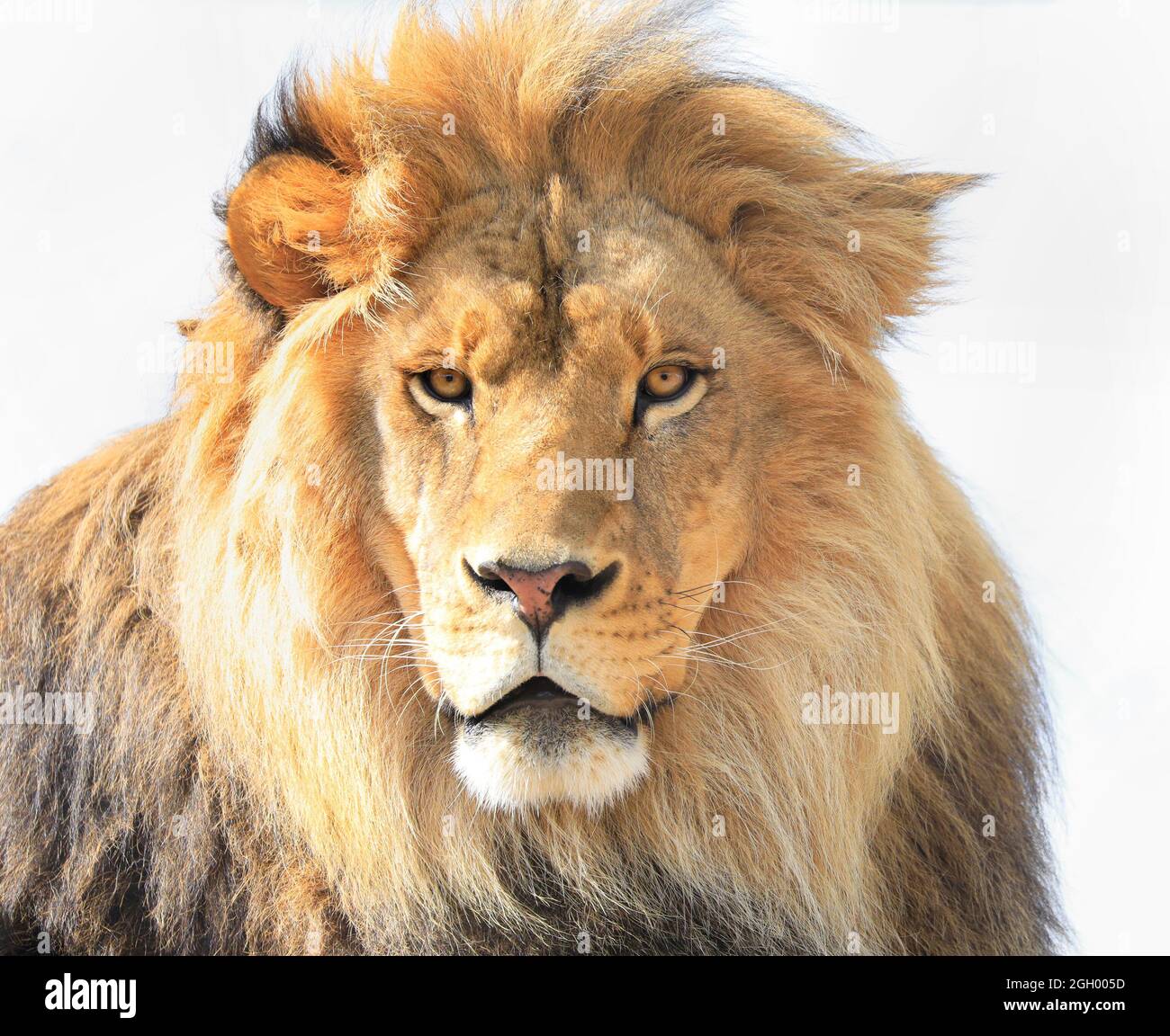 Front view portrait of a Lion isolated on white background majestic Stock Photo