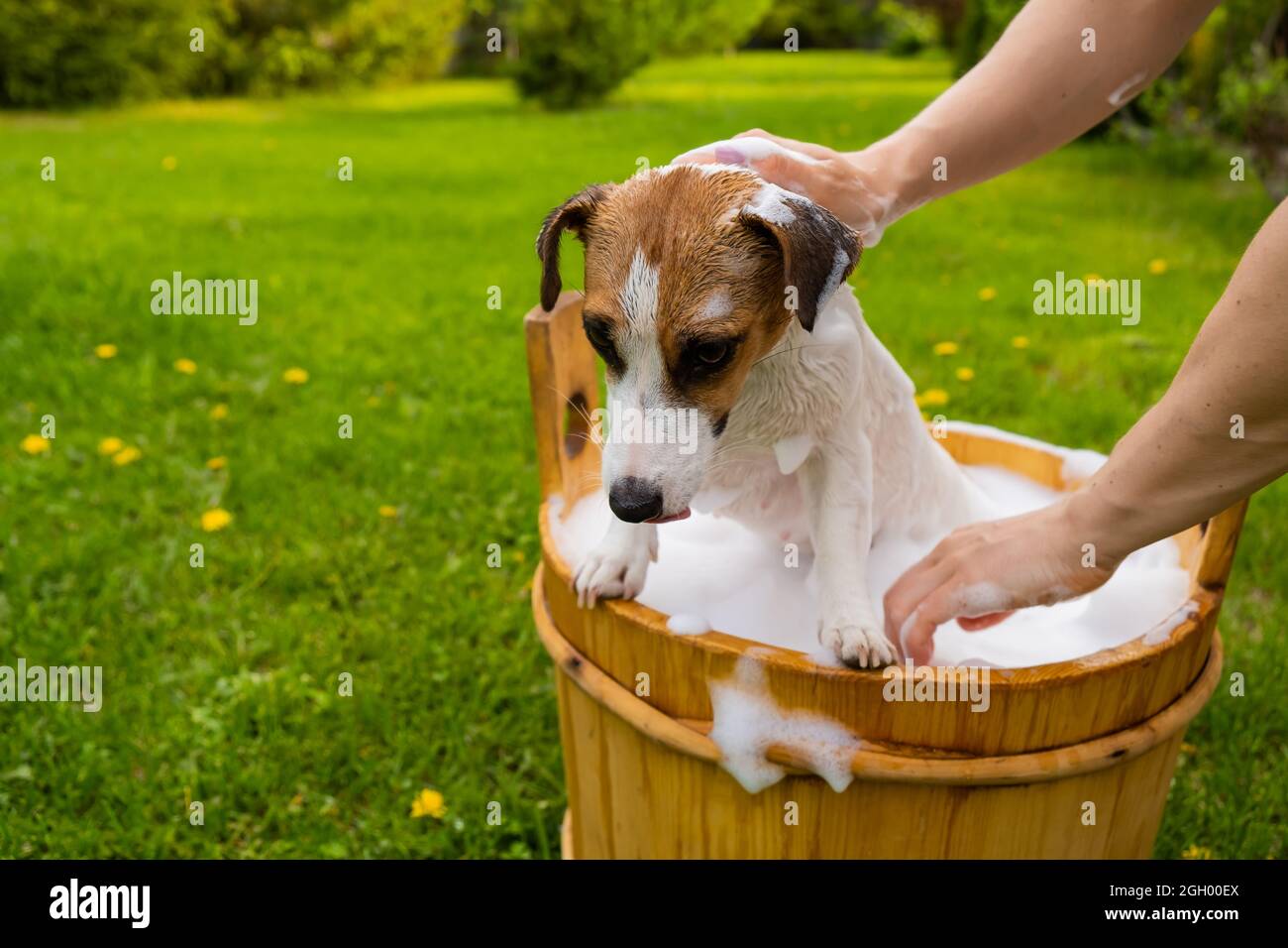 Do Dogs Like Hot Baths