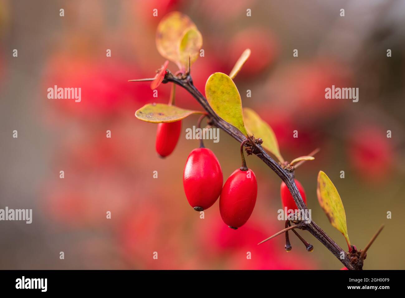 Close-up image of Barberry berries in a residential front yard garden in Halifax, Nova Scotia, Canada. Stock Photo