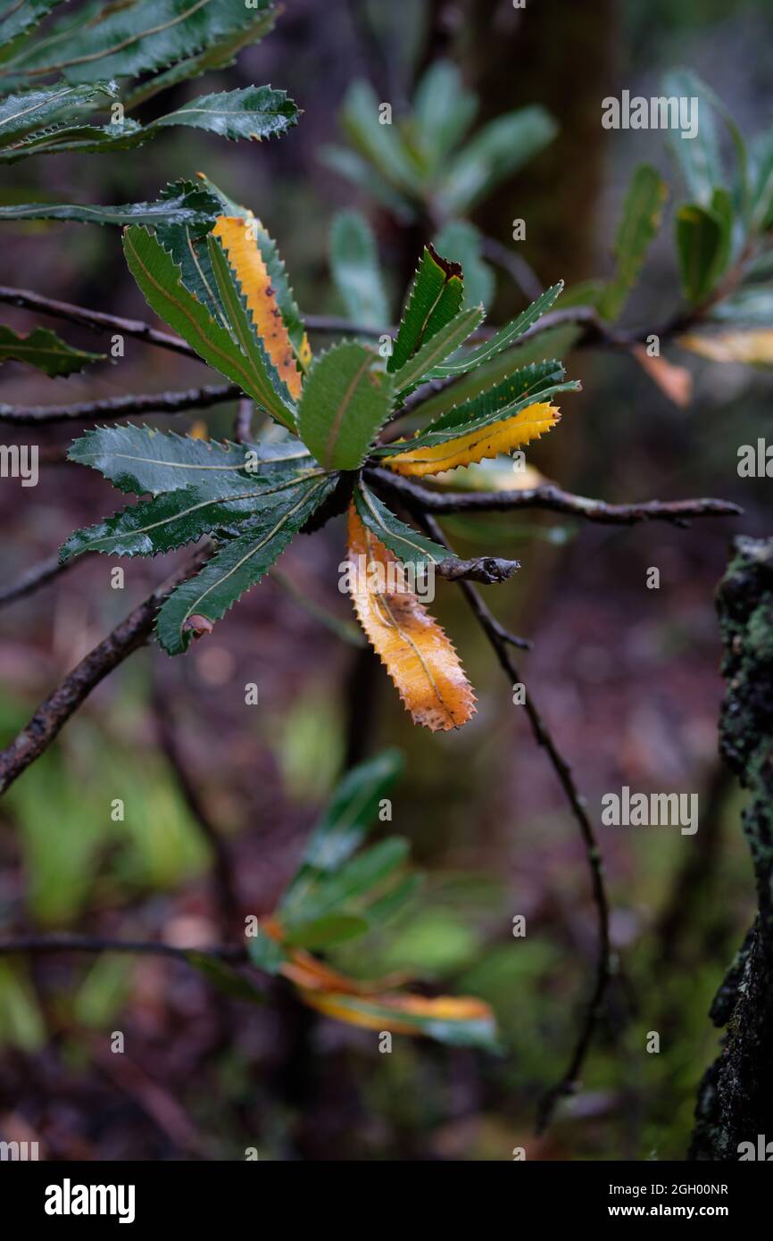 Detail of Banksia leaves after rain Stock Photo