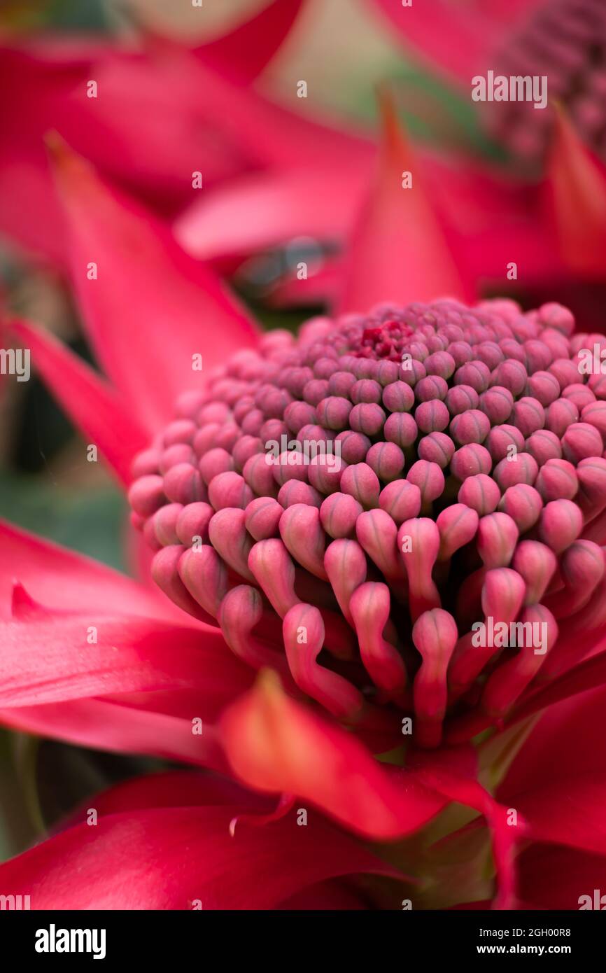Close up image of a Telopea speciosissima flower taken at the Australian Botanic Gardens. Stock Photo