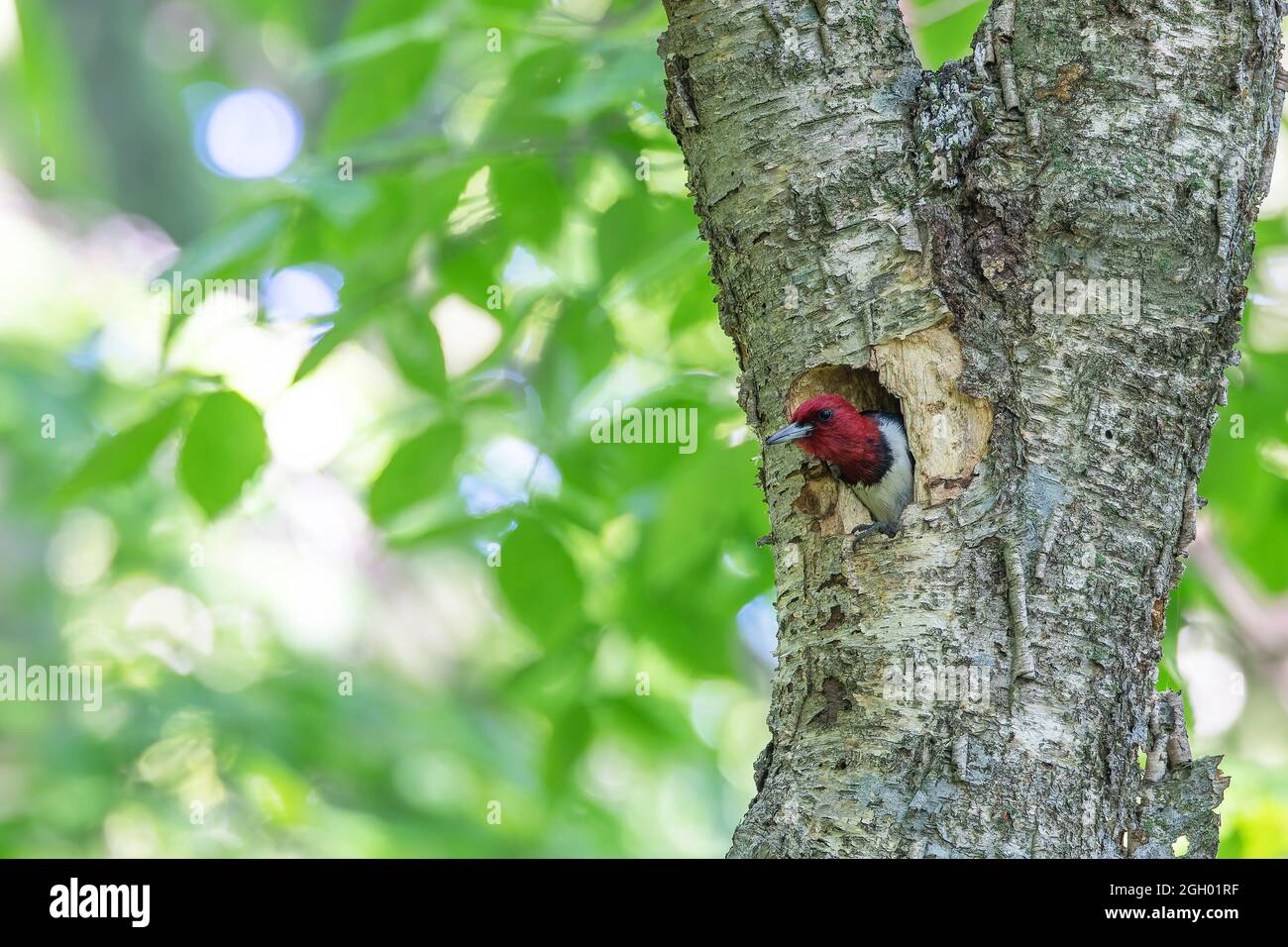 The red-headed woodpecker (Melanerpes erythrocephalus) bringing food