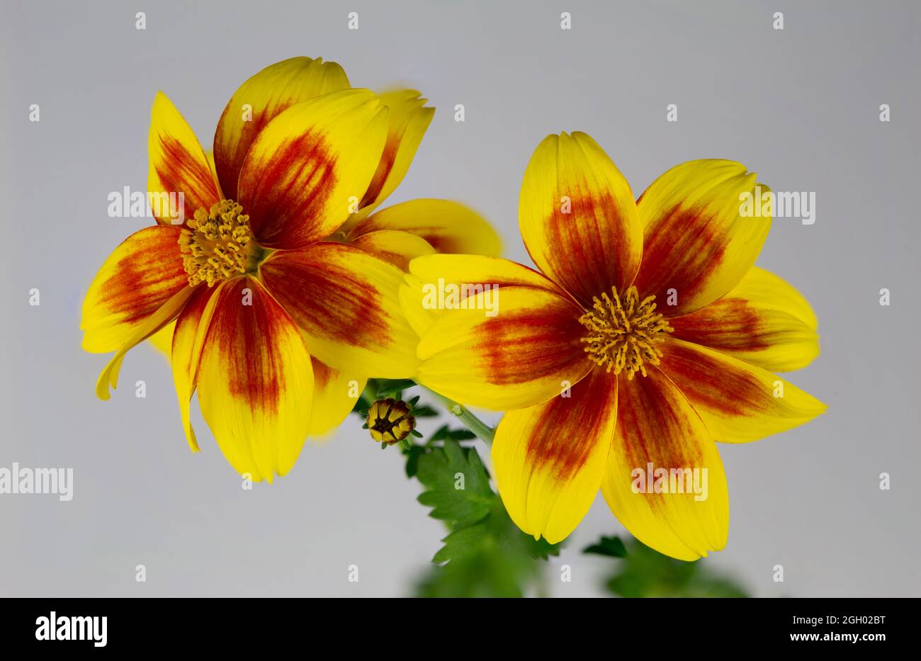 Bidens Bidy Boom Red Eye flowers, also called Daisy-like flowers, from the Asteraceae family Stock Photo
