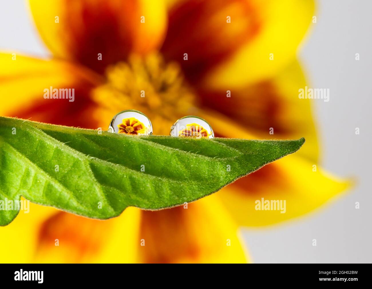 Water drop reflection of a yellow and orange perennial Bidens Bidy Boom Red Eye flowers from the Asteraceae family Stock Photo