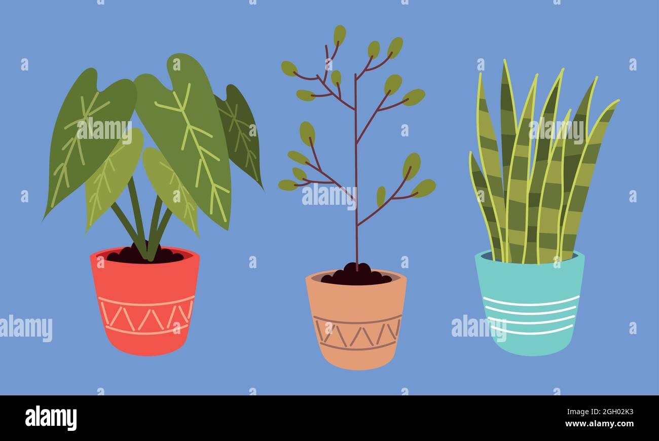 set of houseplants Stock Vector Image & Art - Alamy