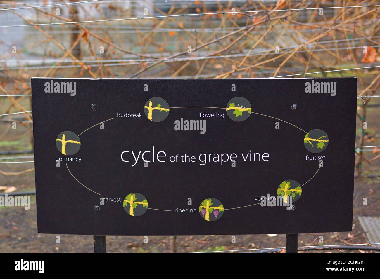The cycle of the grape vine - Domaine Chandon winery by LVMH, Yountville CA Stock Photo
