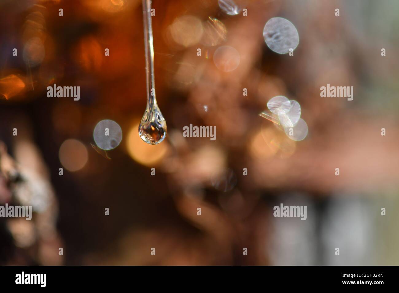 Golden amber tree sap Stock Photo Alamy