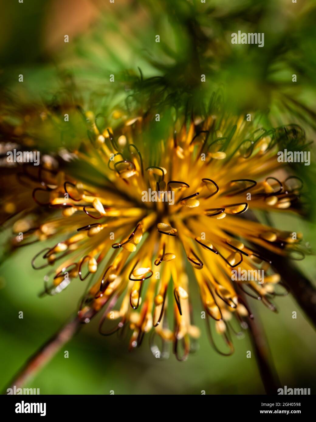 Macro image of a Banksia flower Stock Photo