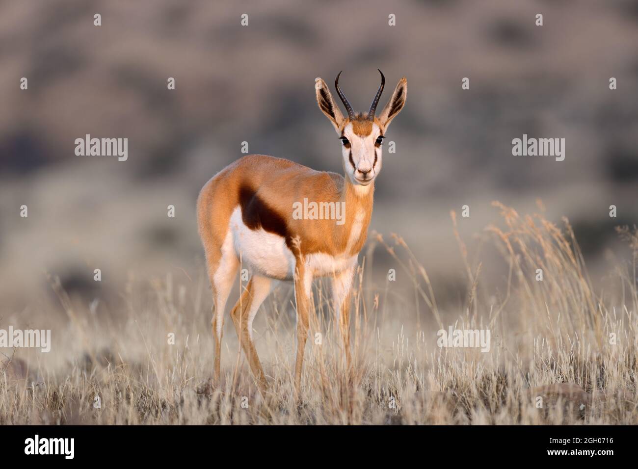 A springbok antelope (Antidorcas marsupialis) in grassland, Mokala National Park, South Africa Stock Photo