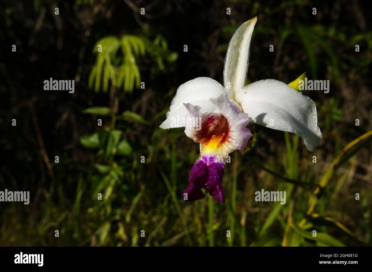 White and purple bamboo orchid flower (Arundina graminifolia), Sarawak, Borneo Stock Photo