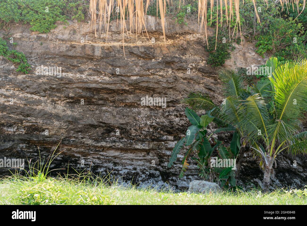 cliff wall and palm tree on the beach in Bali Stock Photo