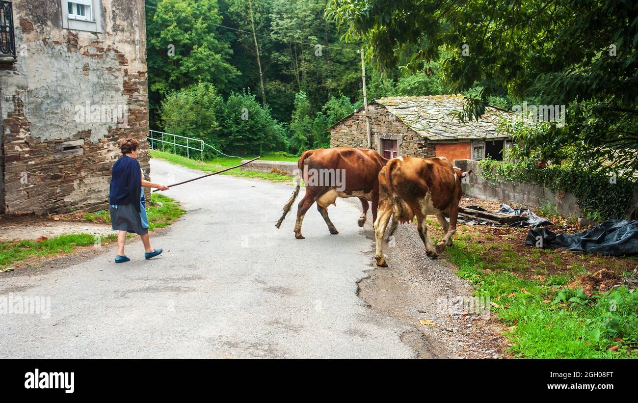 Galician peasant woman grazing her cattle in a small village along the Camino de Santiago. Stock Photo