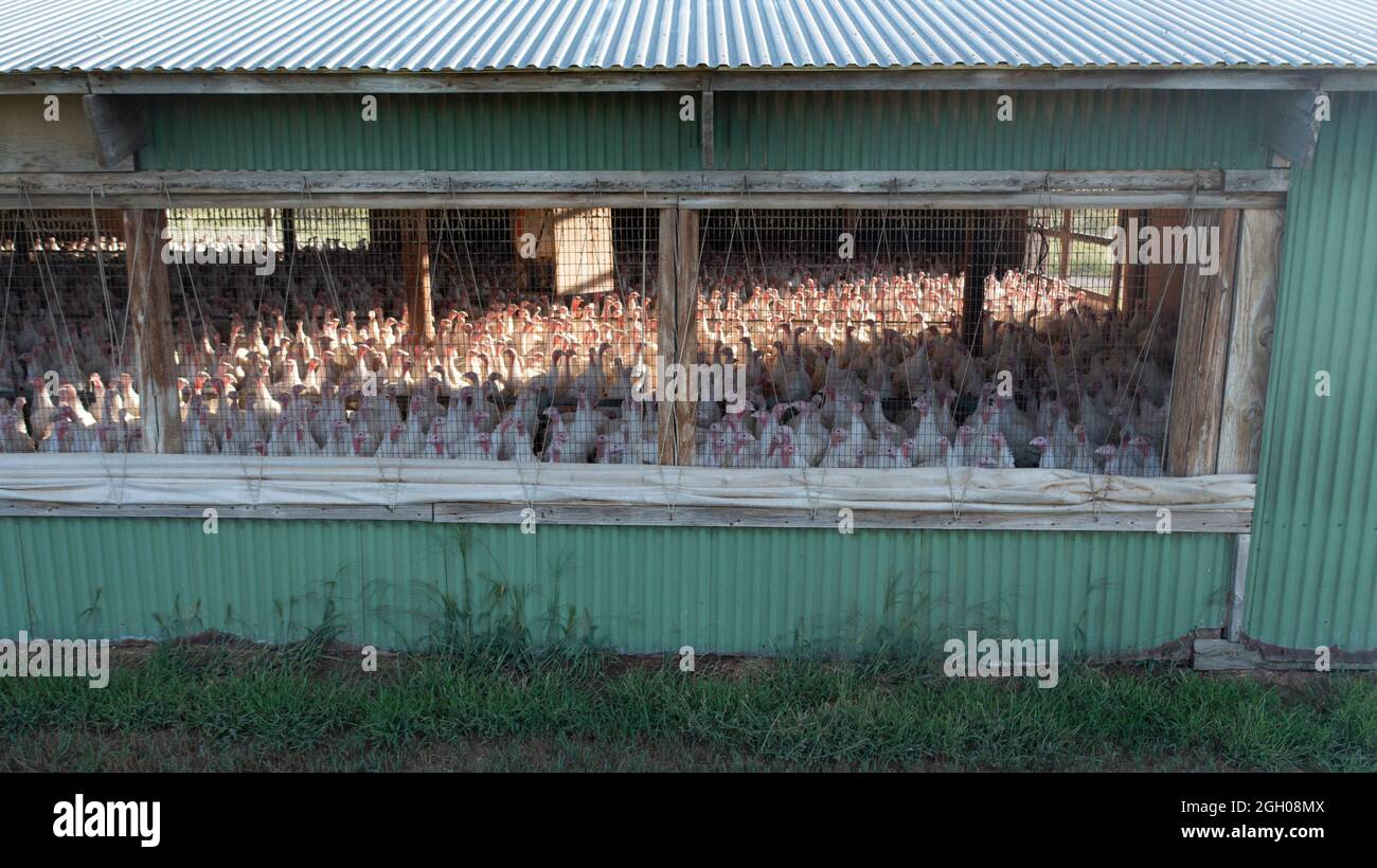 Turkey Farming Operation Long Holding Pen Barn Stock Photo