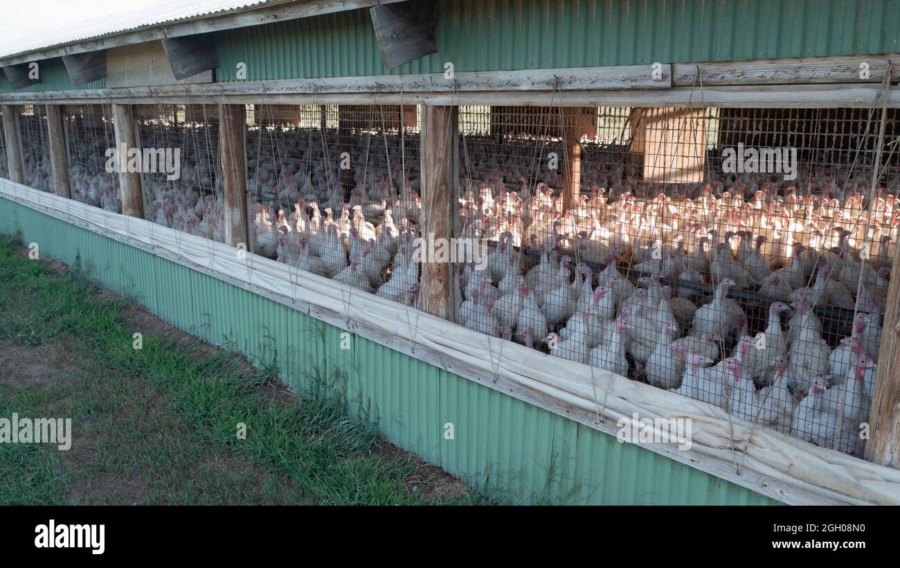 Hundreds of Turkey get plumped up for sale and consumption in a long barn Stock Photo