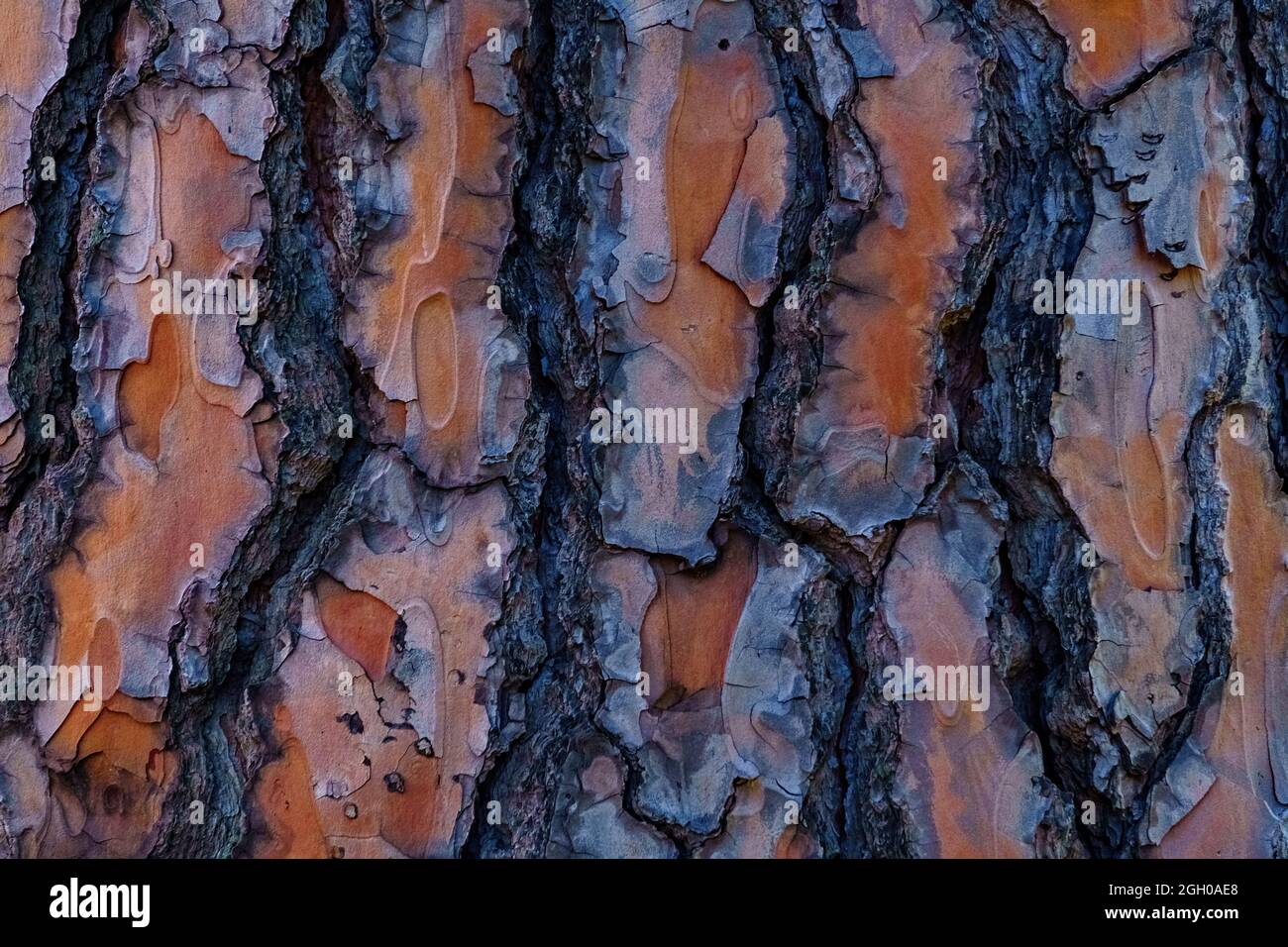 Elm tree bark hi-res stock photography and images - Alamy