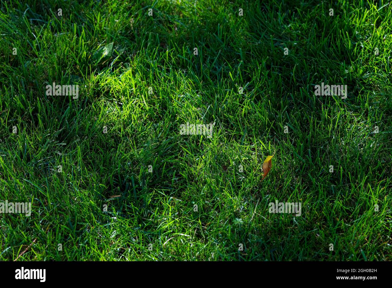 Top view of tall fluffy grass on the golf course. High quality photo Stock Photo