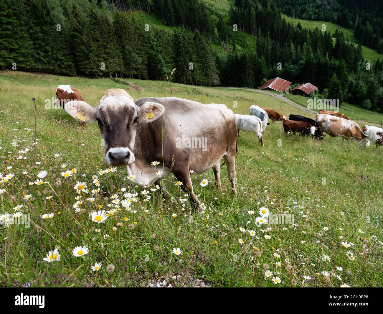 Tyrolean Grey Cattle Grazing on a Seasonal Mountain Pasture in the Alps of the Pongau Region of Austria Stock Photo