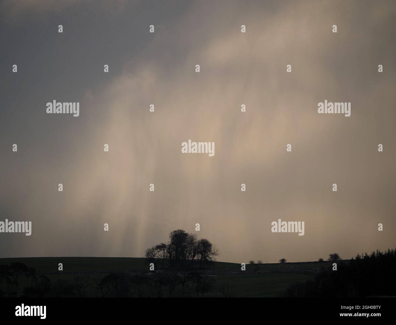 Tree trees horizon cloud hi-res stock photography and images - Alamy