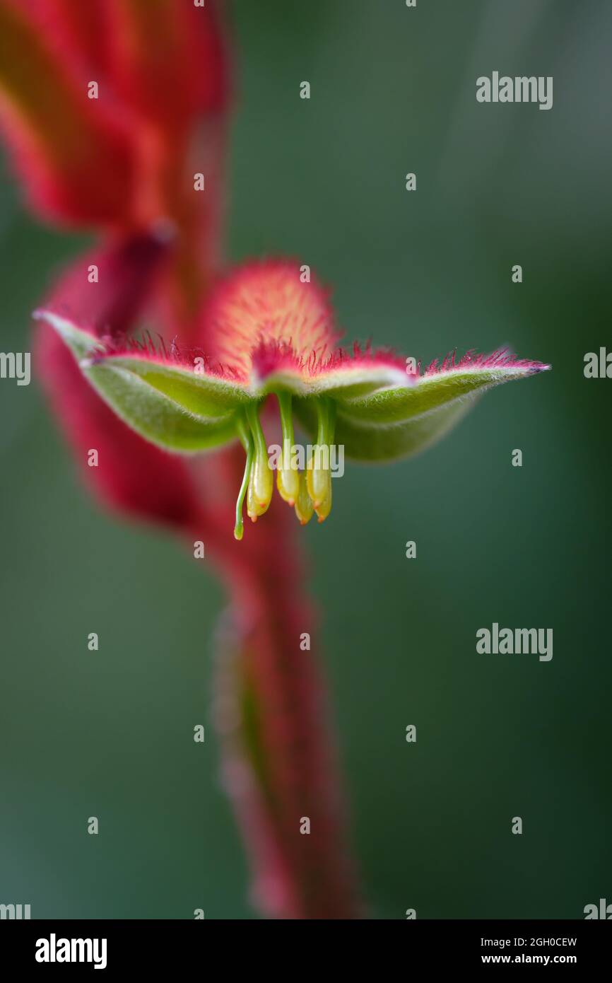 Macro image of a Kangaroo Paw flower Stock Photo