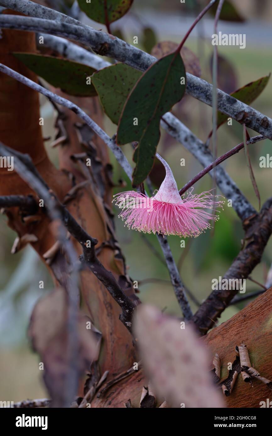 Beautiful fluffy pink Eucalyptus flower Stock Photo