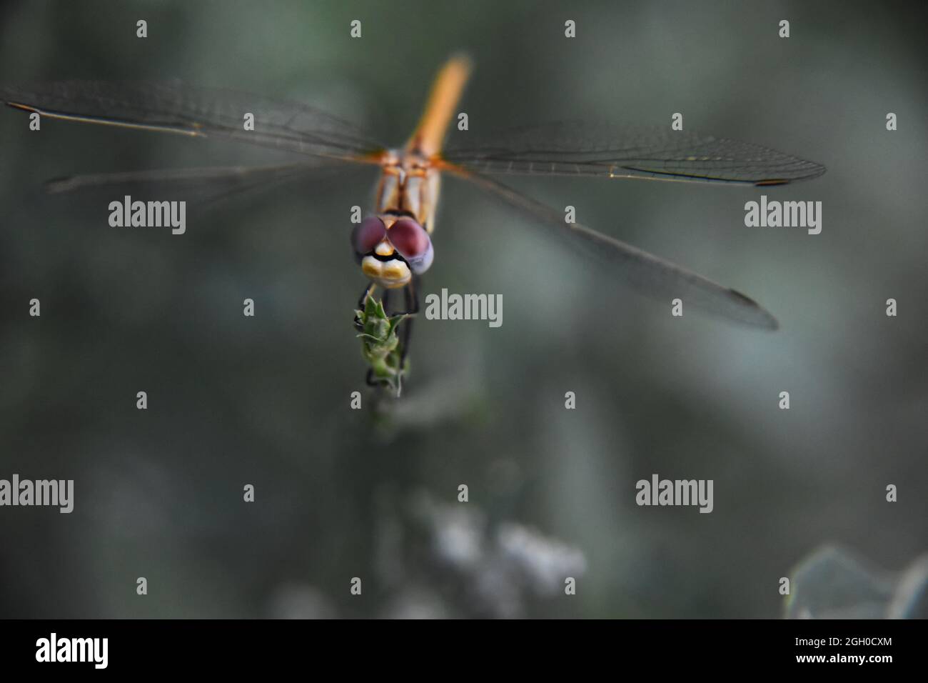 Small dragonfly sitting on a branch Stock Photo - Alamy
