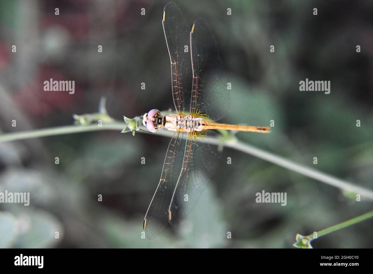 Top view of a small dragonfly sitting on a branch Stock Photo - Alamy