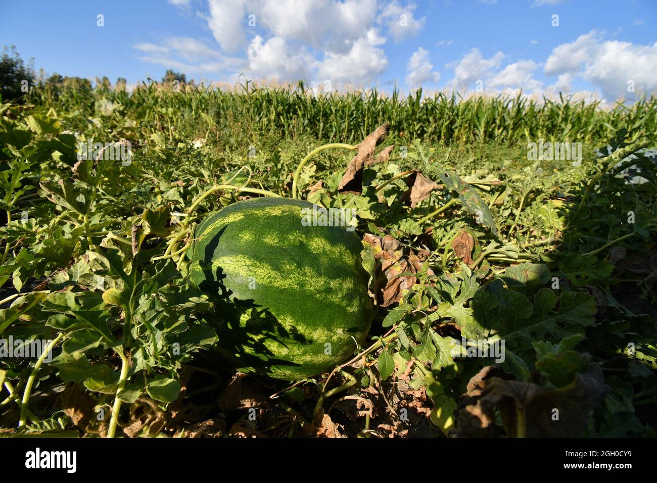 Watermelon on the ground between the green leaves Stock Photo