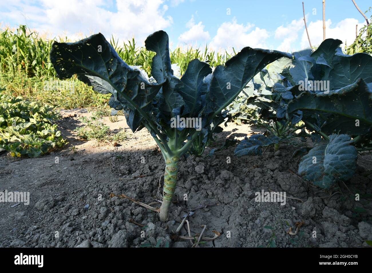Cauliflower stems in the garden Stock Photo Alamy