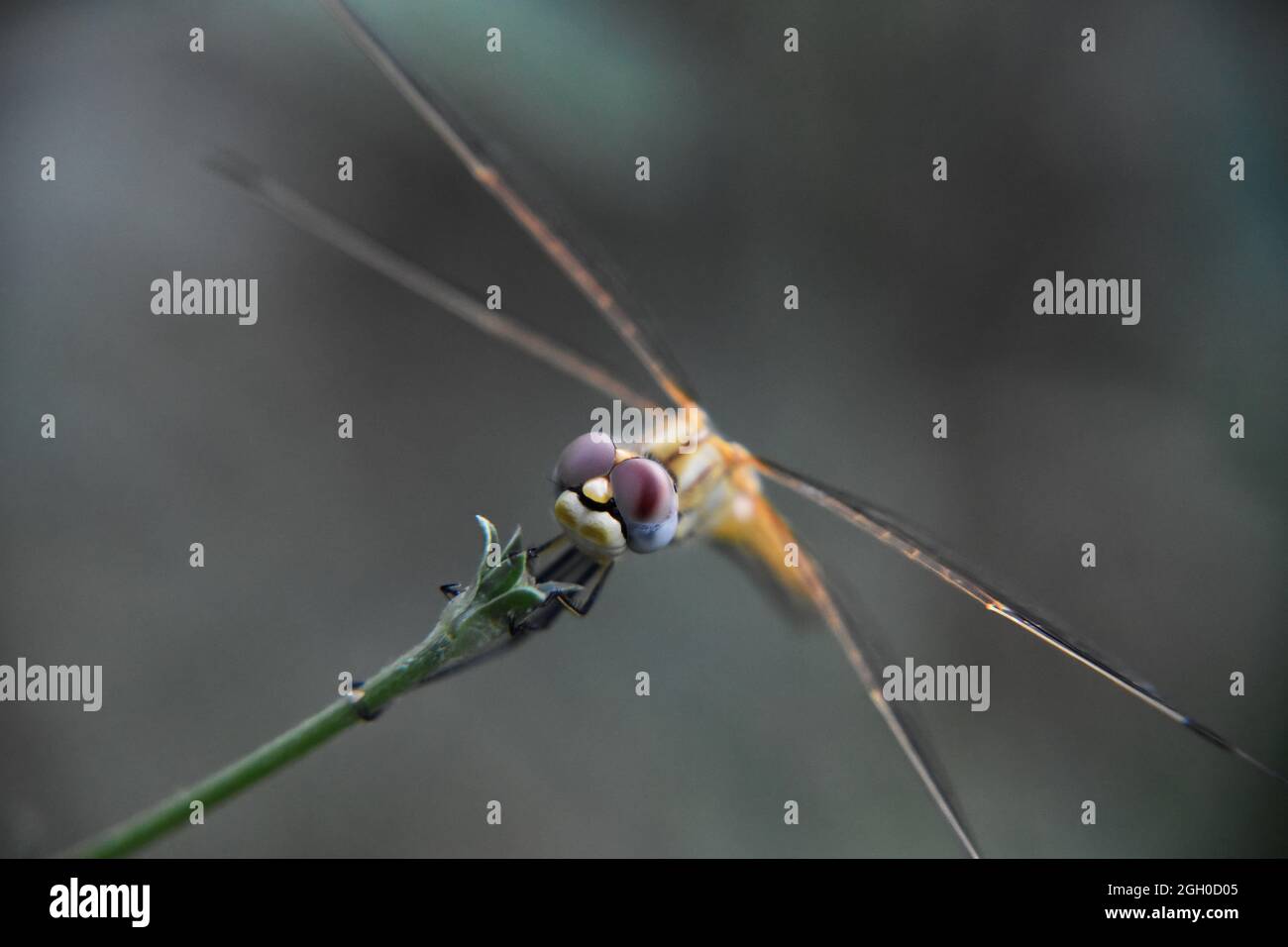 Small dragonfly sitting on a branch Stock Photo - Alamy