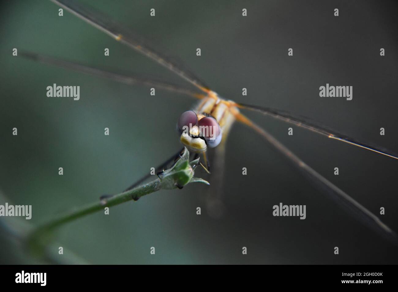 Small dragonfly sitting on a branch Stock Photo - Alamy