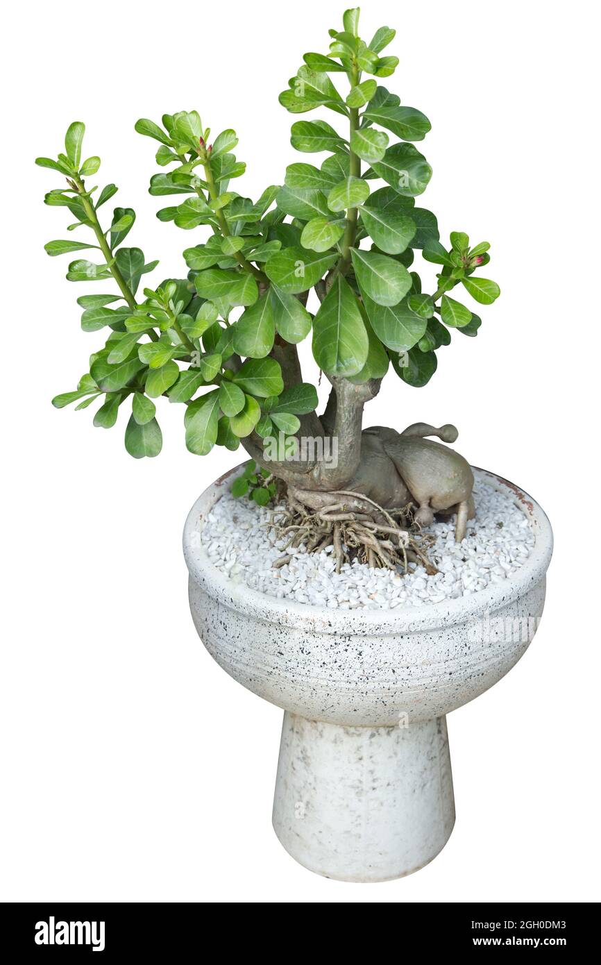 Adenium Ornamental plants show roots isolated on white background Stock Photo