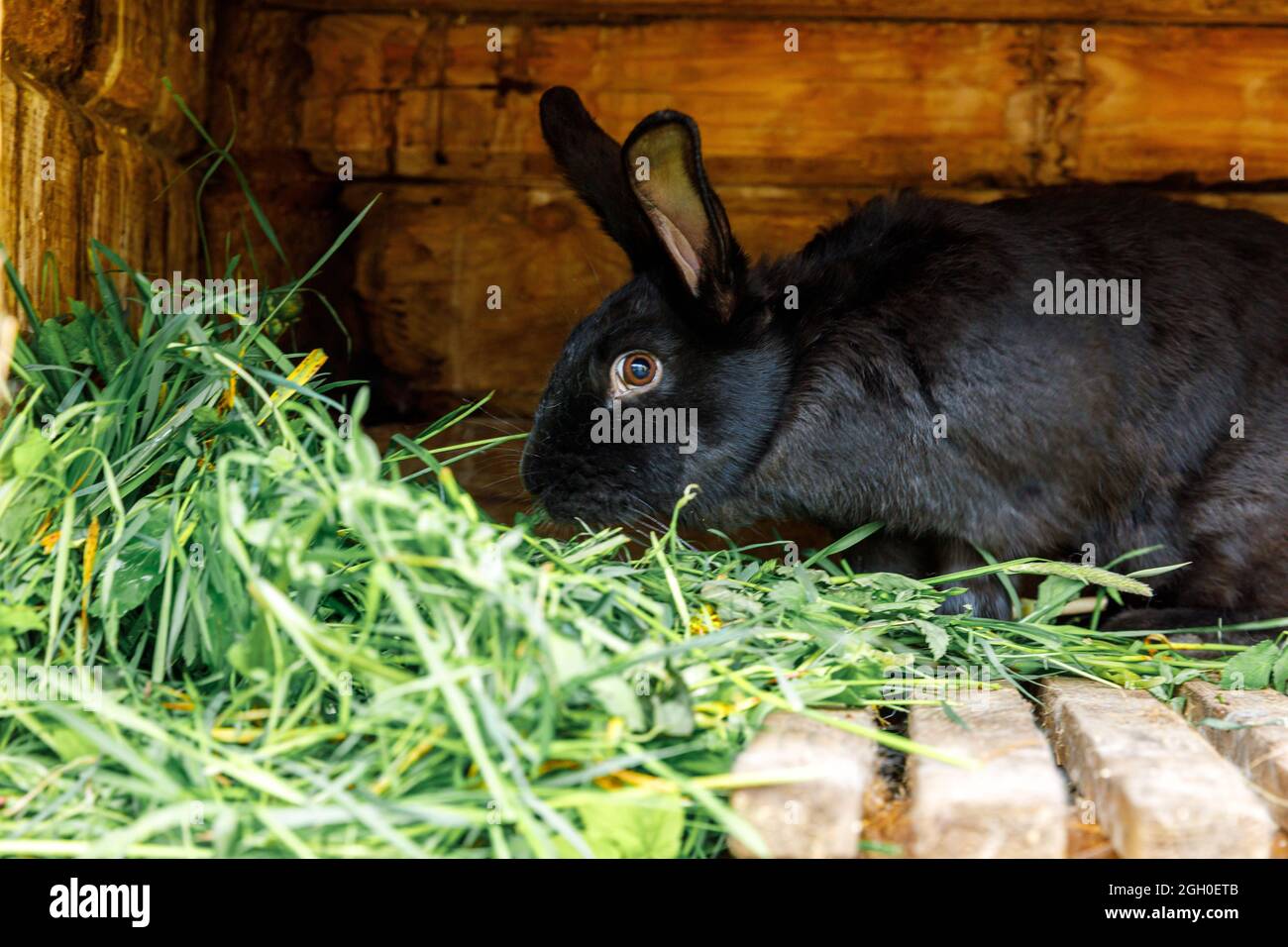 Small feeding black rabbit chewing grass in rabbithutch on animal farm