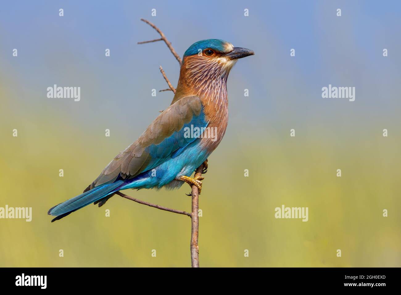Indian roller Stock Photo