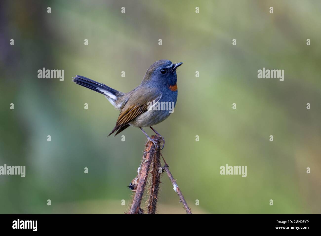 Rufous gorgeted flycatcher male Stock Photo