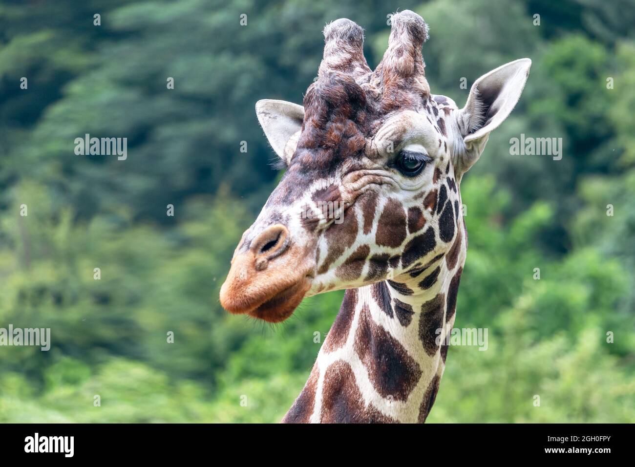 portrait of a giraffe - giraffe head, green trees in the background Stock Photo