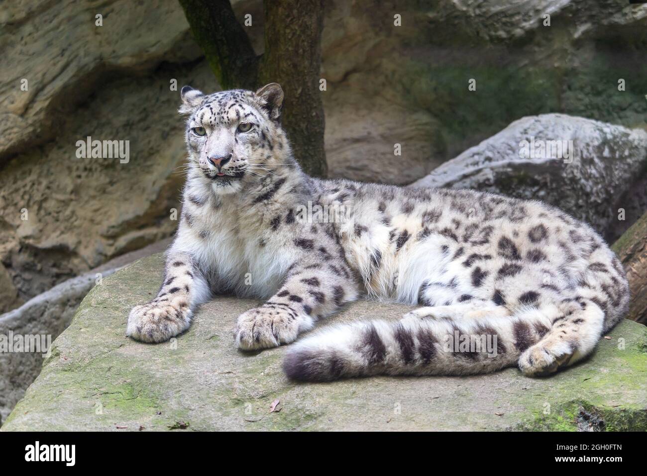 Snow leopard, Irbis lying on a rock Stock Photo