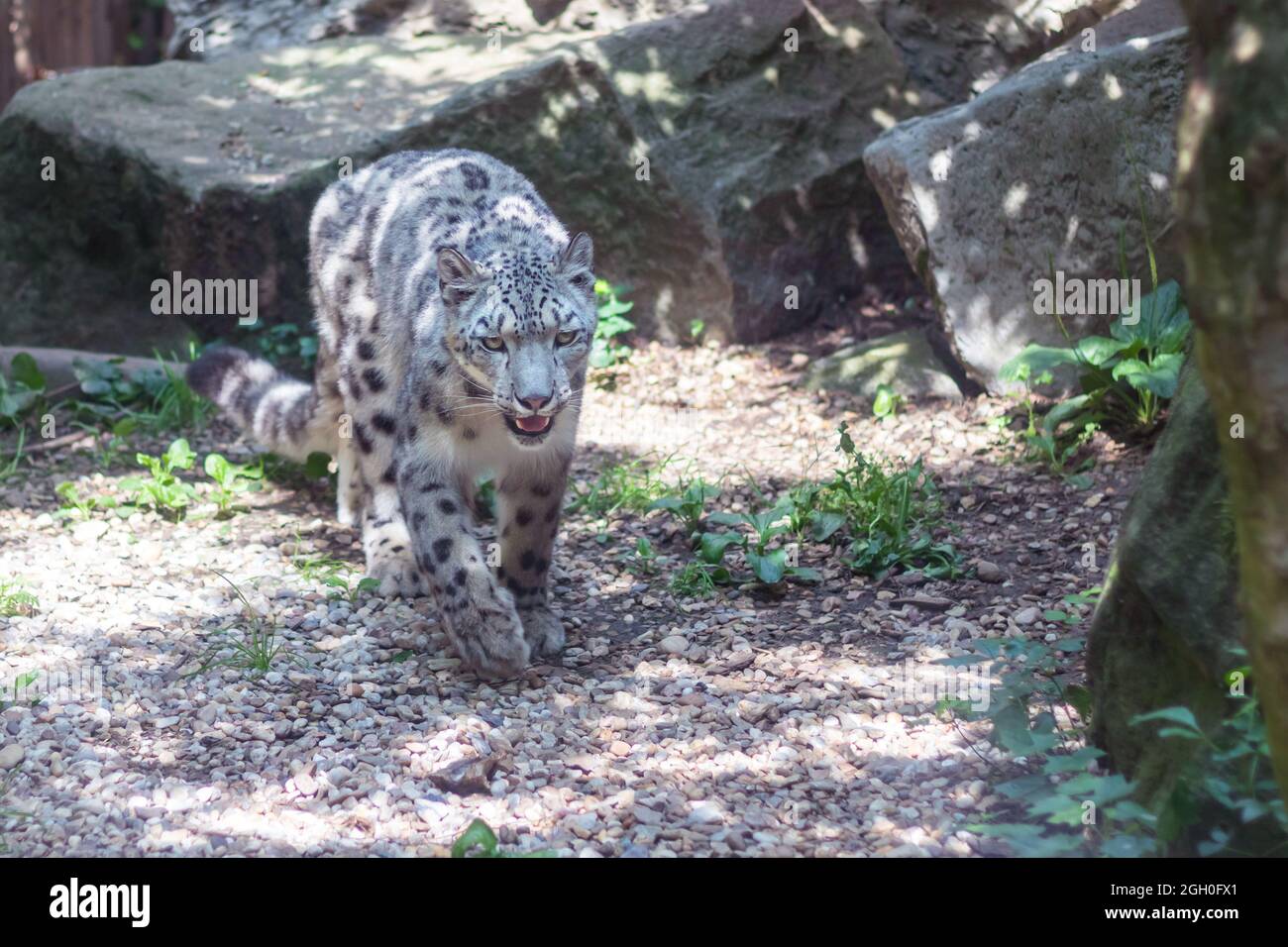 Snow leopard, Irbis walking, rock in the background Stock Photo