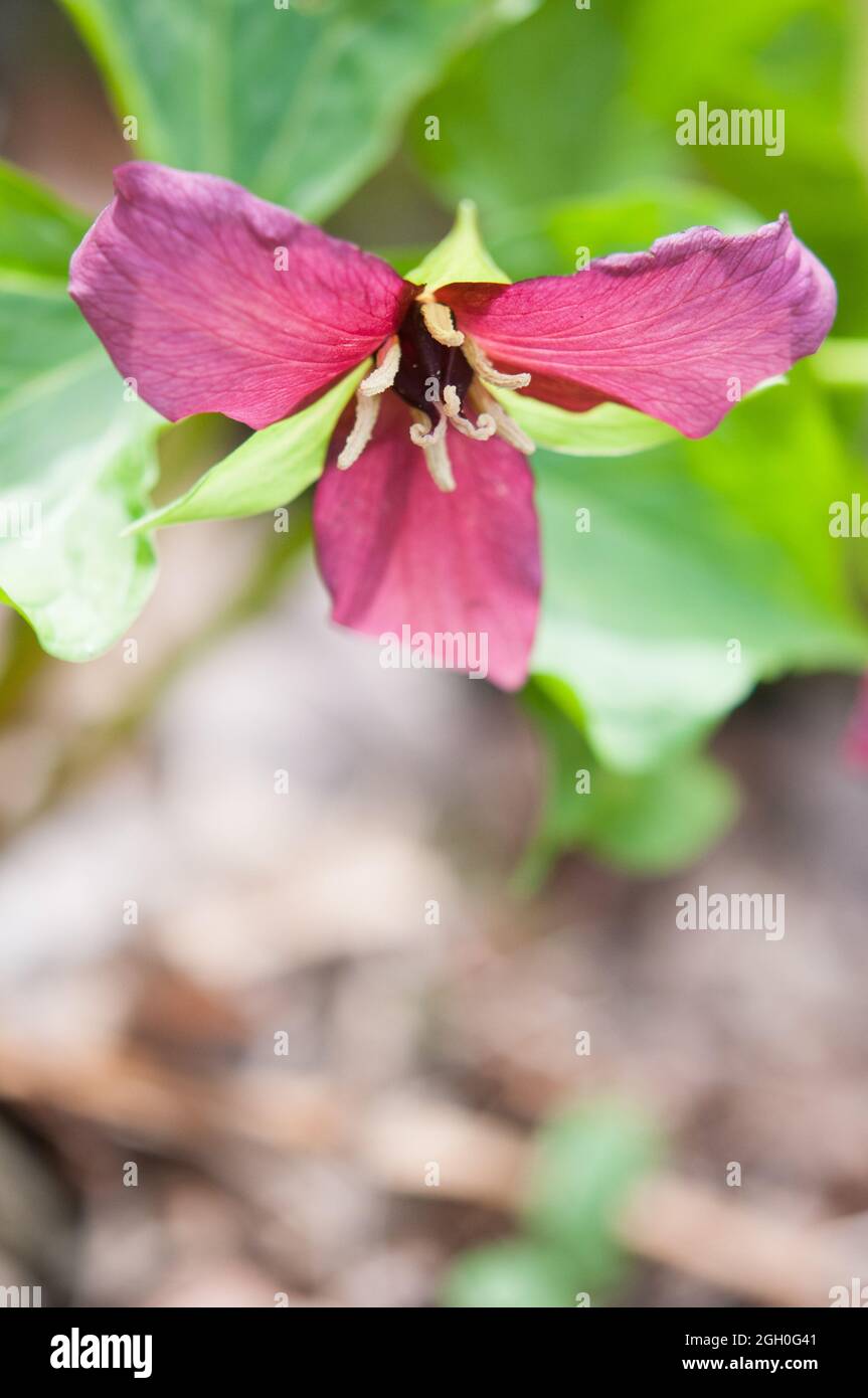 Red Trillium Flower Stock Photo
