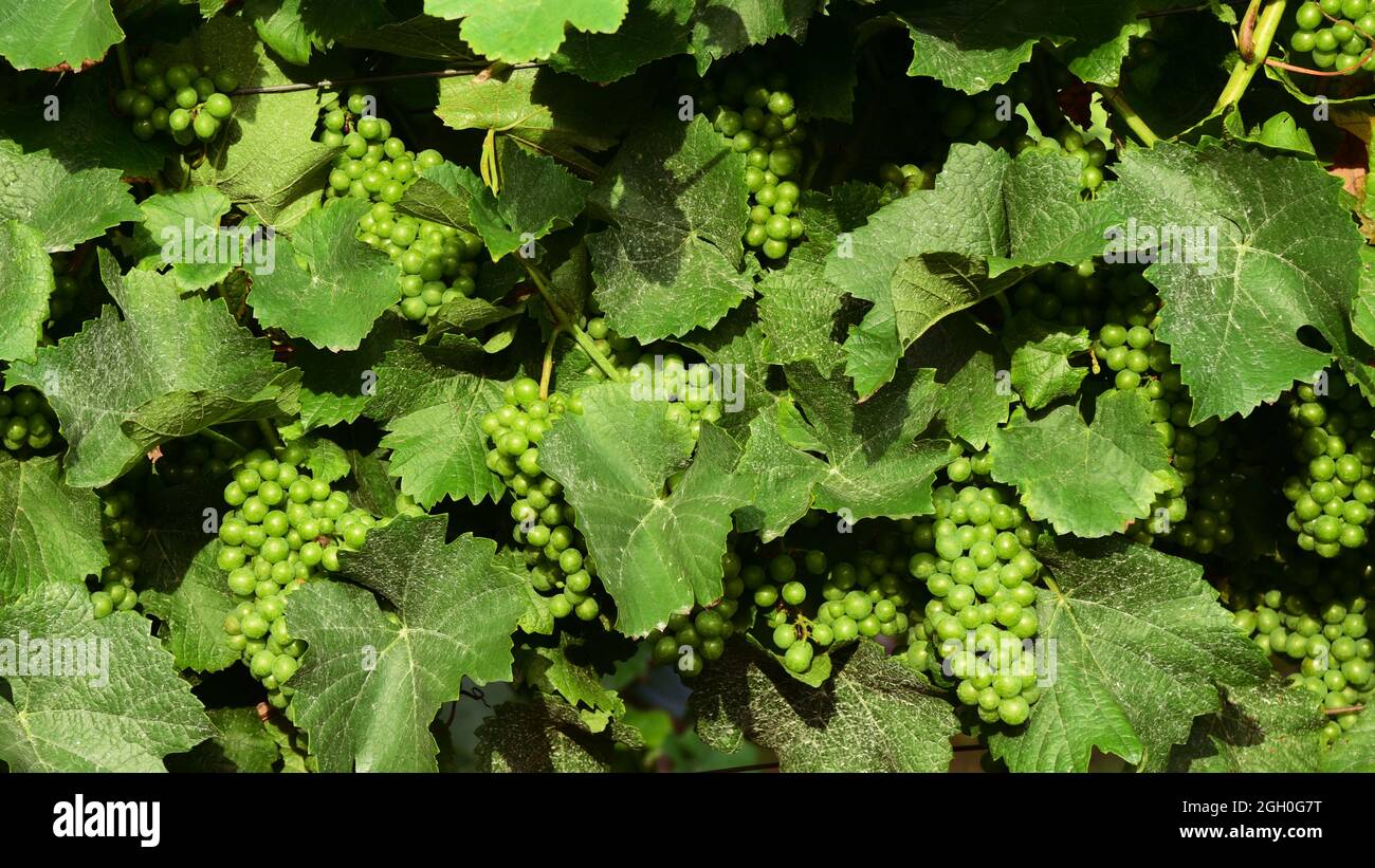 A pattern of green grapes and leaves. Stock Photo