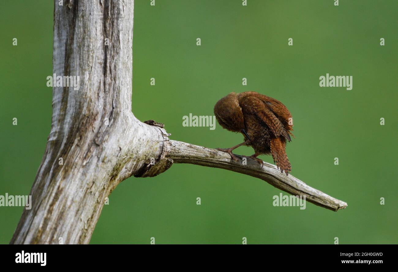 Wren grooming plumage Stock Photo