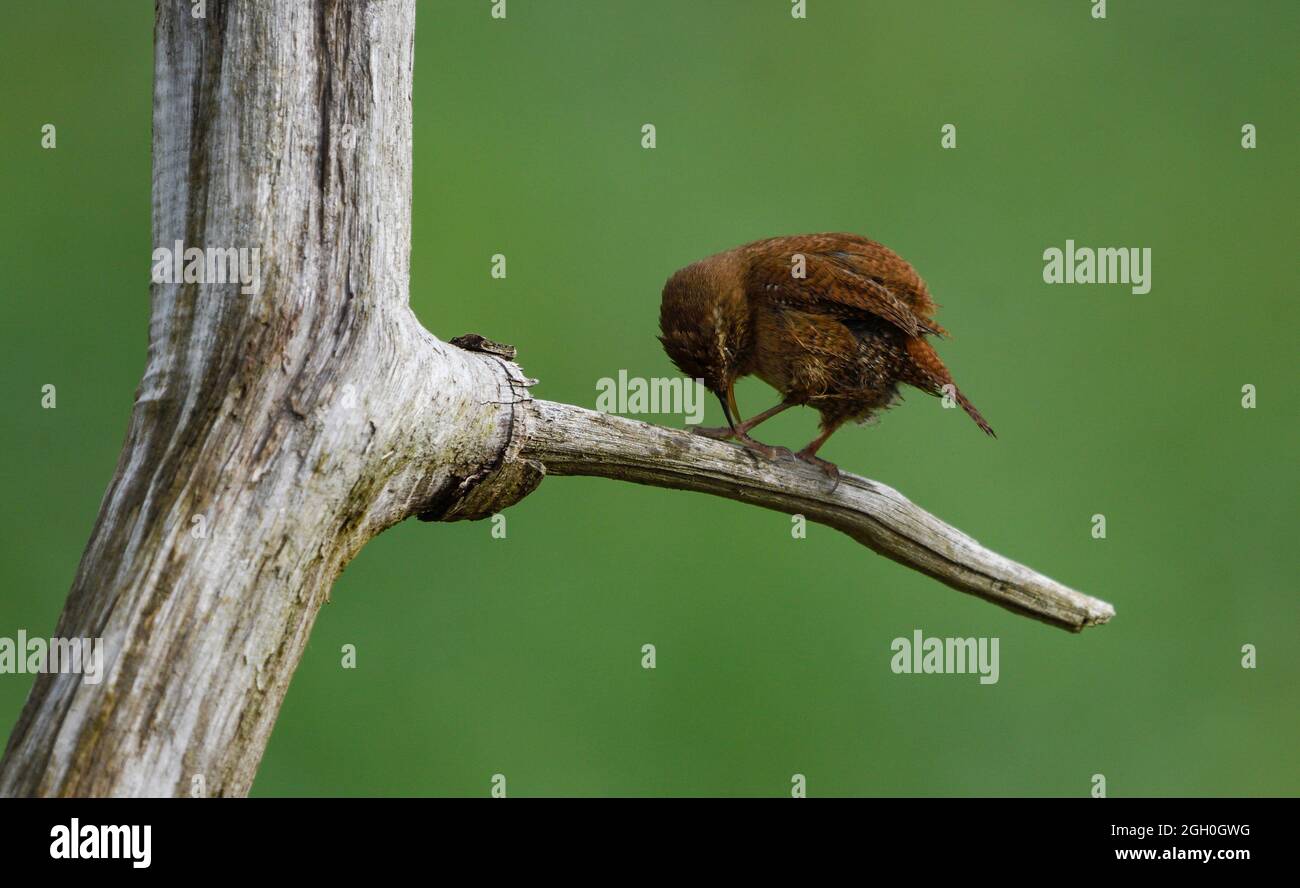 Wren grooming plumage Stock Photo