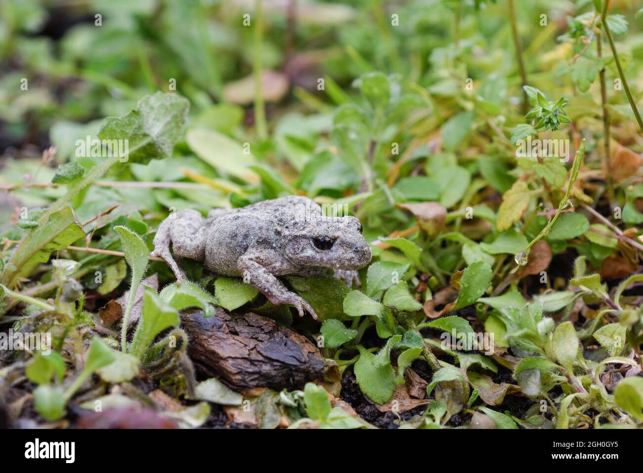 toad among the vegetation Stock Photo