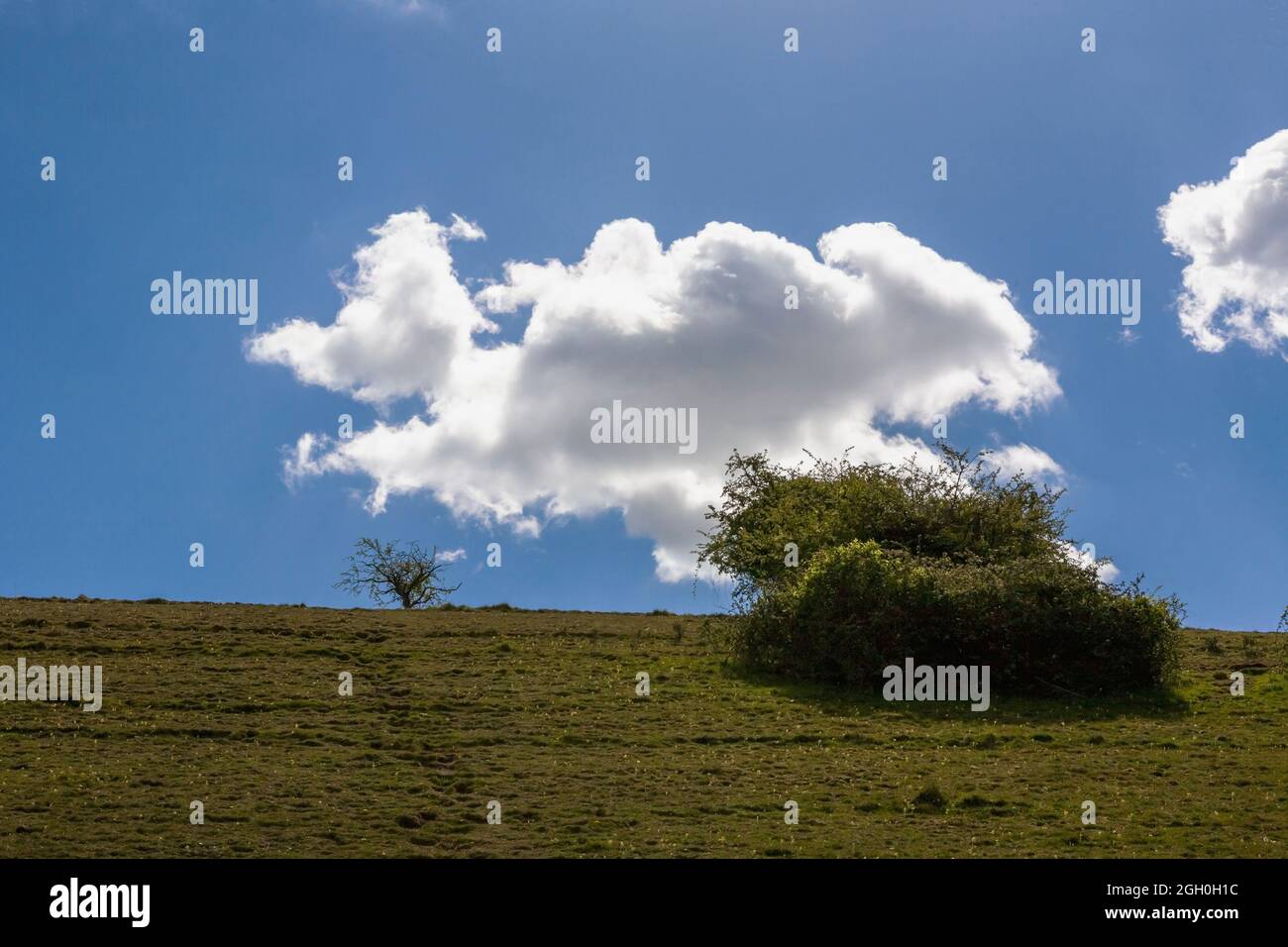 Cumulus clouds over East Marden Down, South Downs National Park, West Sussex, UK Stock Photo