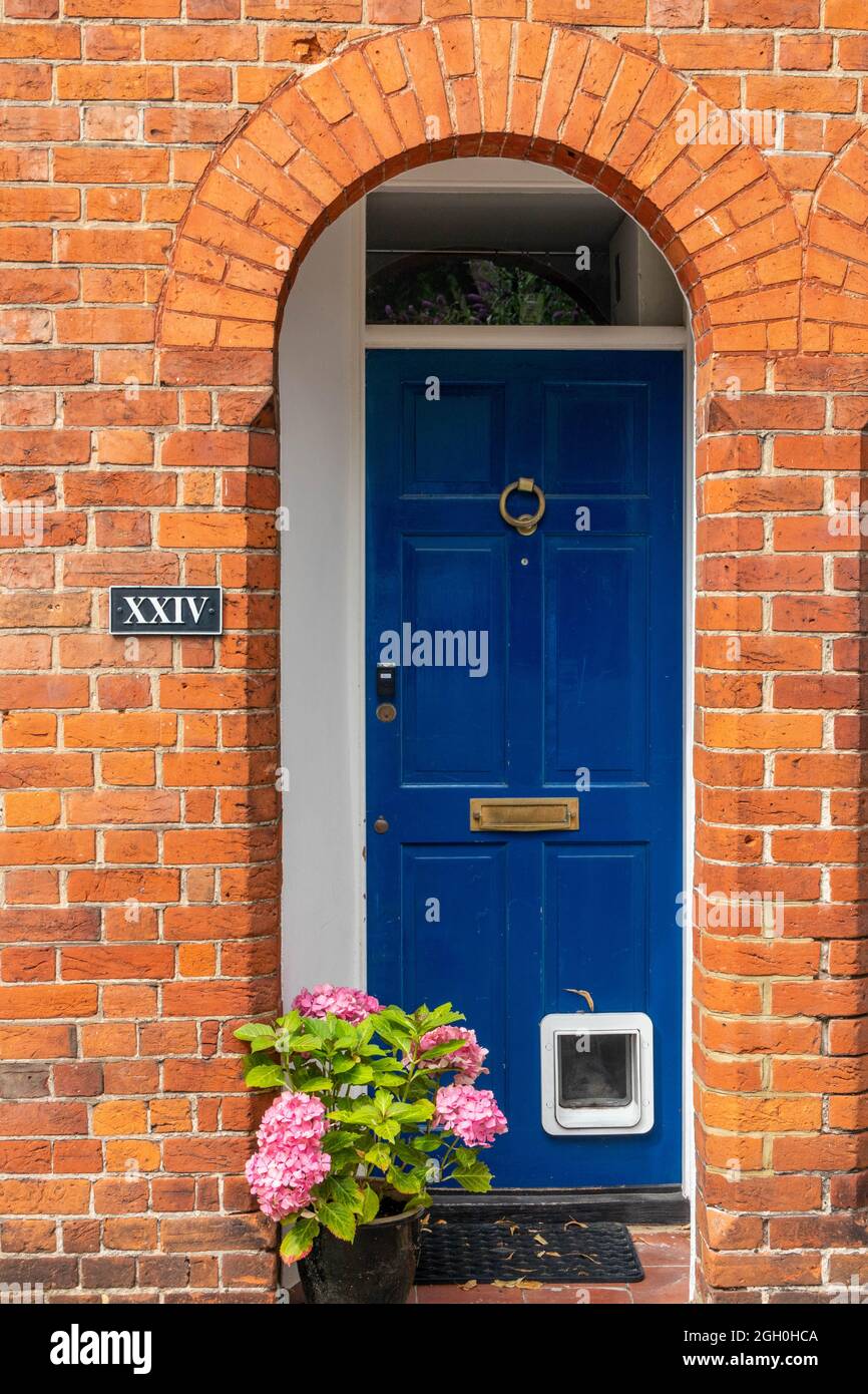 Blue door with catflap and hydrangea flowers, St Mary's Square, old Aylesbury, Buckinghamshire, England, UK Stock Photo