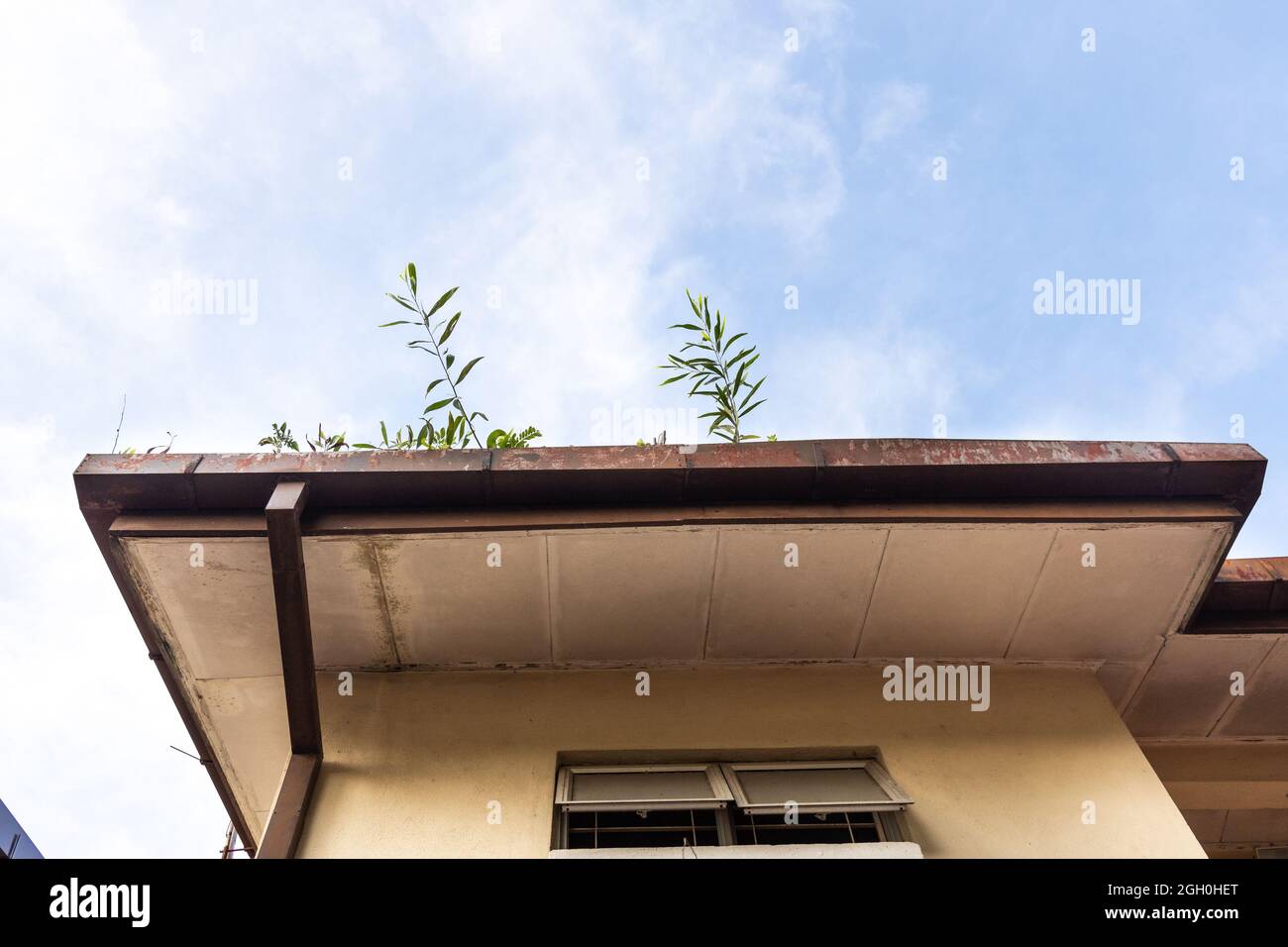 Clogged roof rain gutter full of dry leaf and plant growing in it against blue sky Stock Photo