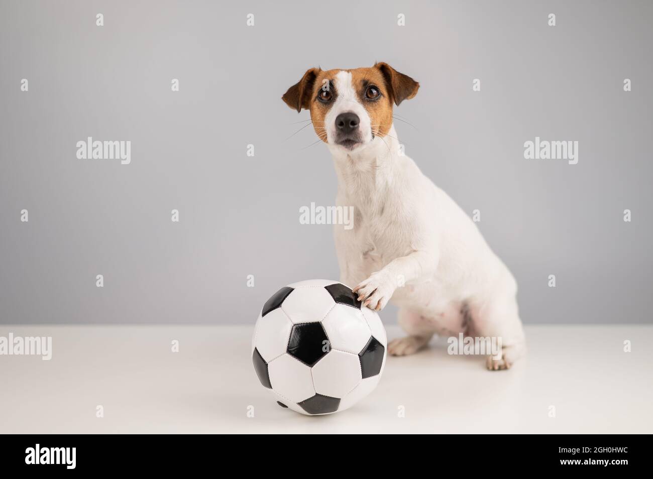 white ball dog