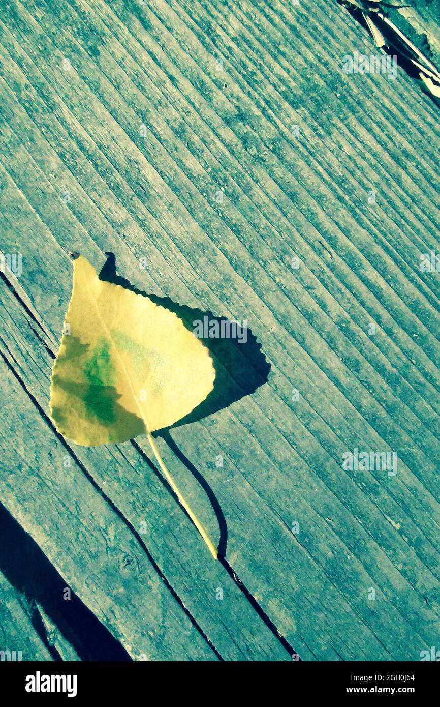 Digital multi-media art: fallen Birch leaf on a boardwalk Nostalgic retro image, Autumn years, Wiccan Beltane symbol, rebirth/new beginning book cover Stock Photo